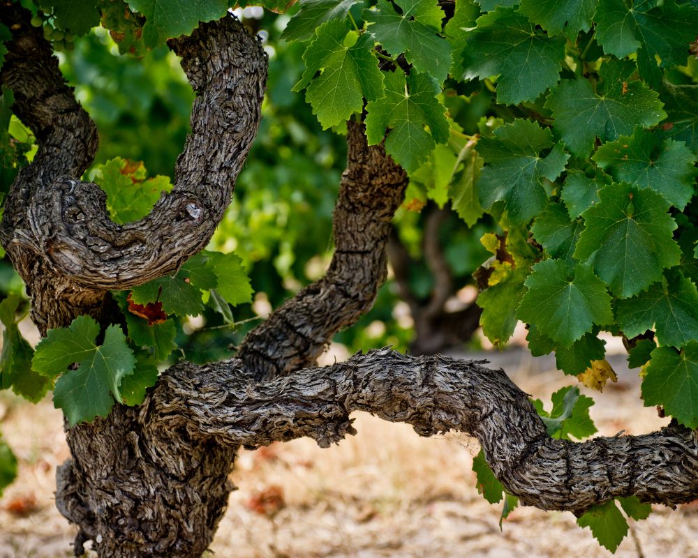 Vin vieilles vignes saumur